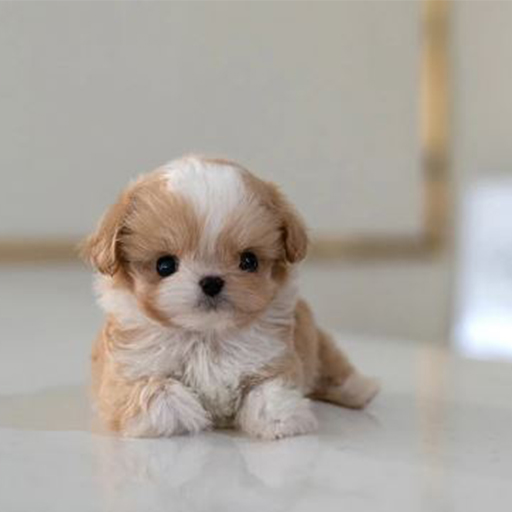 Maltipoo