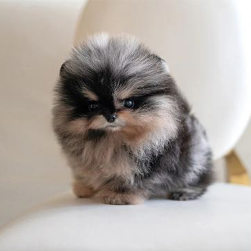 Pomeranian