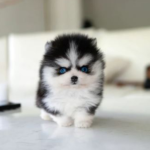 Pomsky