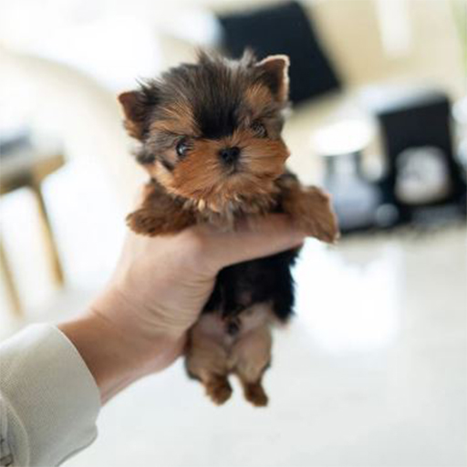 Yorkie